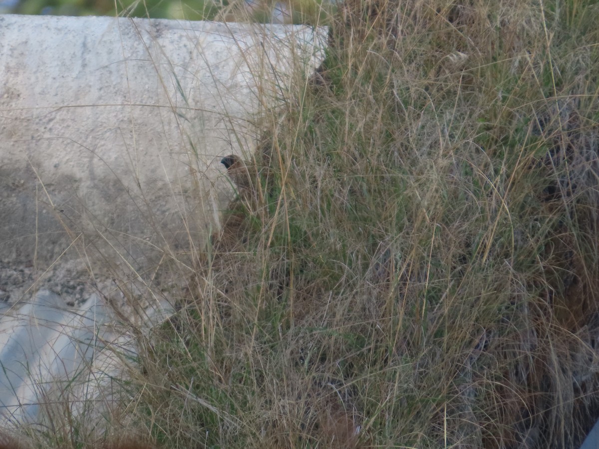Scaly-breasted Munia - ML645624333
