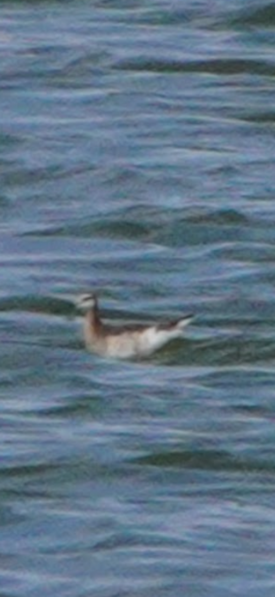 Wilson's Phalarope - ML645624334