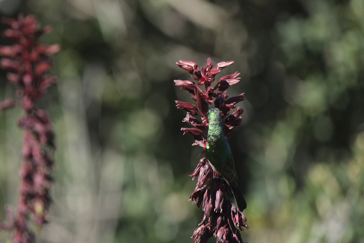 Southern Double-collared Sunbird - ML645624335
