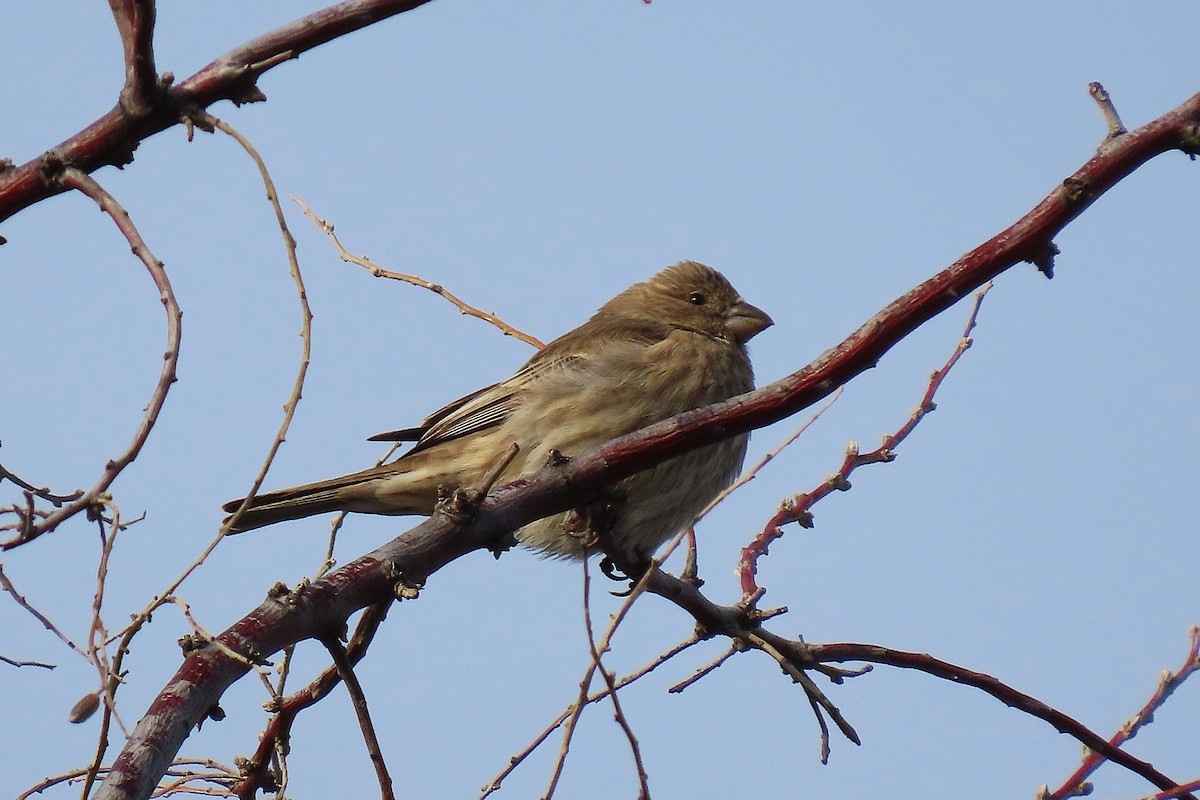House Finch - ML645624337