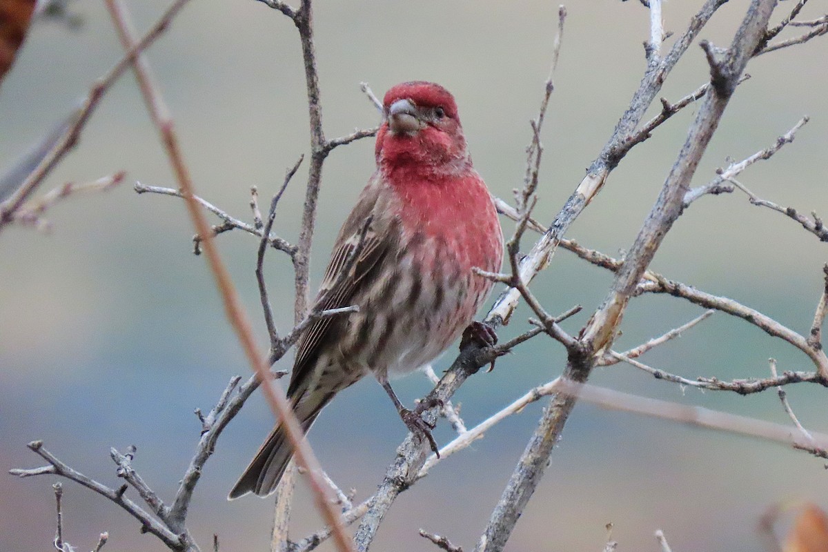 House Finch - ML645624338