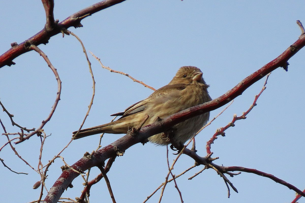 House Finch - ML645624339