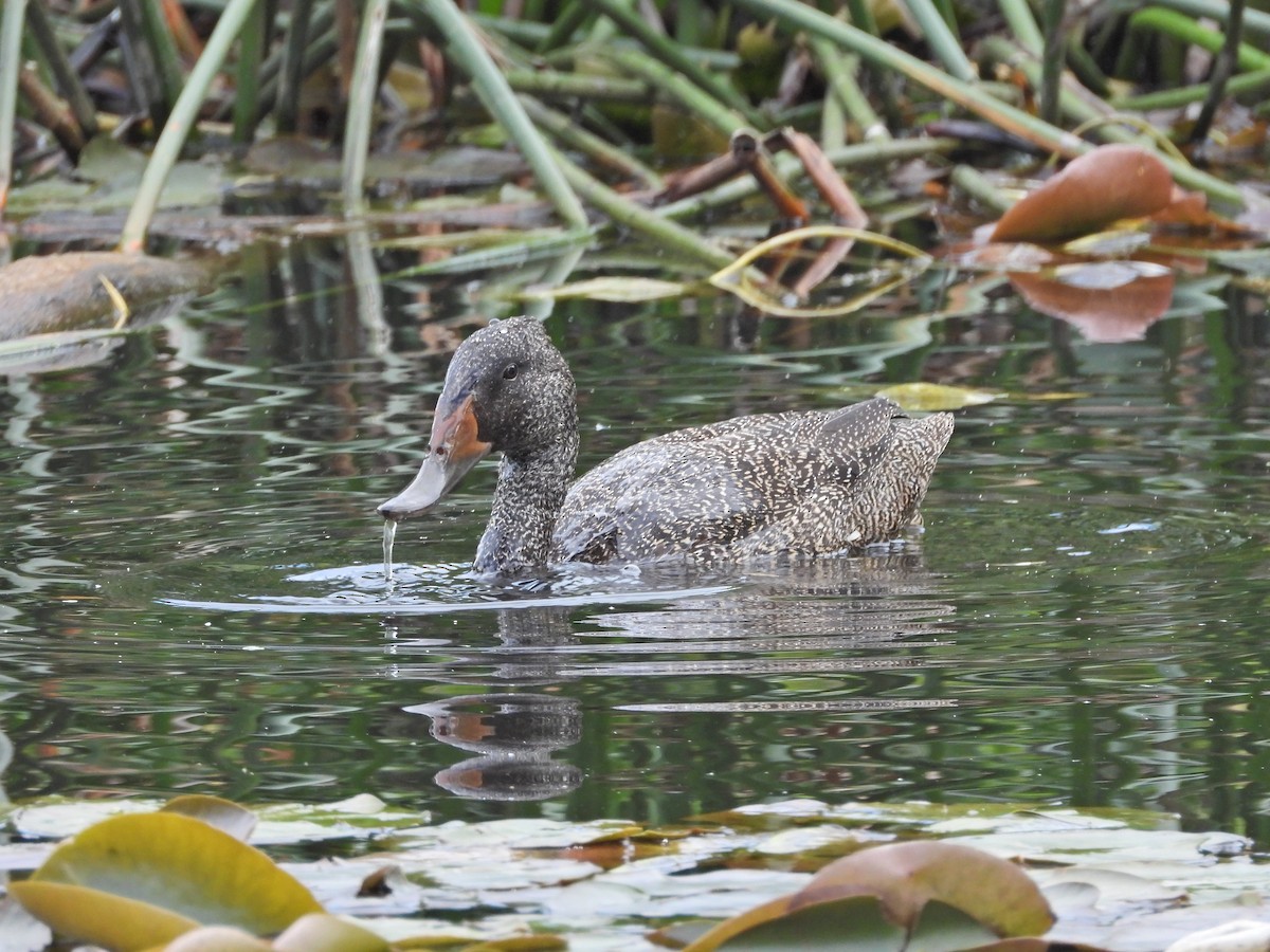 Freckled Duck - ML645624340
