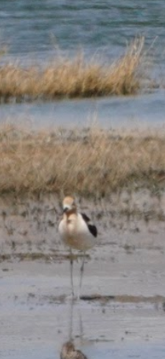 American Avocet - ML645624342