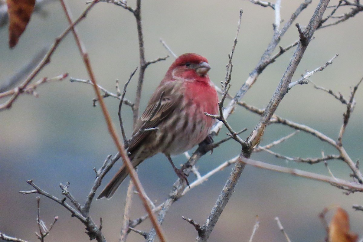 House Finch - ML645624343