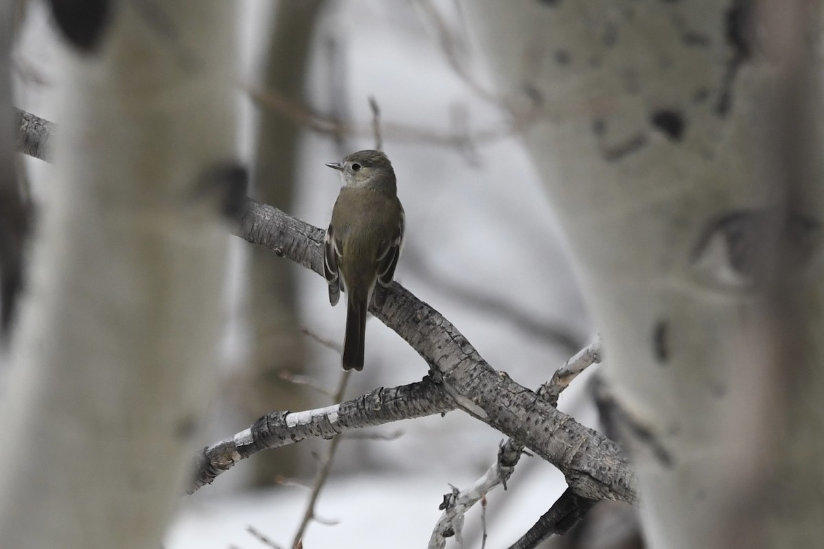 Dusky Flycatcher - ML645624344