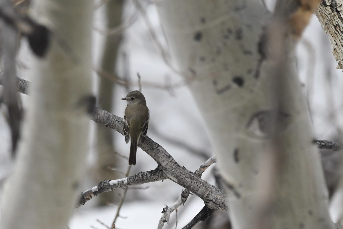 Dusky Flycatcher - ML645624346