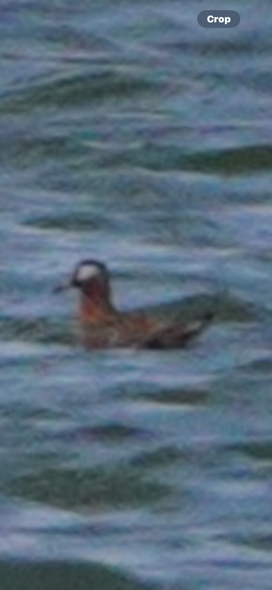Red Phalarope - ML645624348