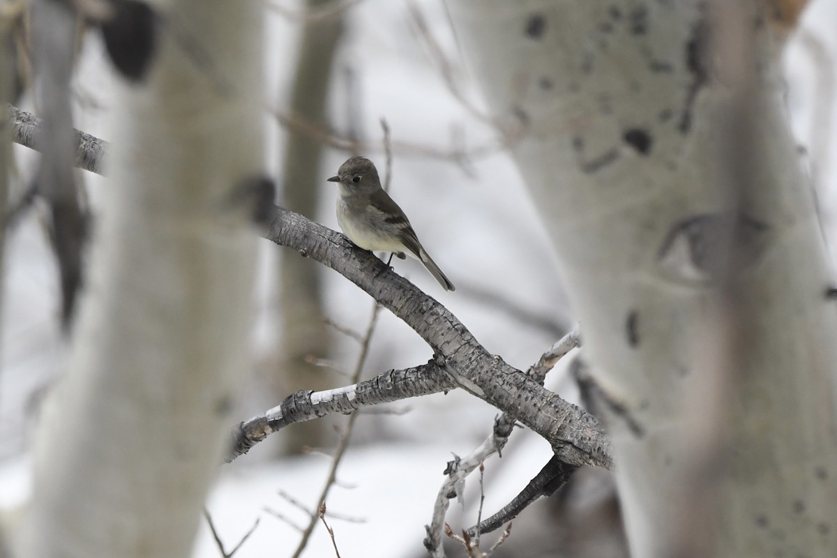 Dusky Flycatcher - ML645624350