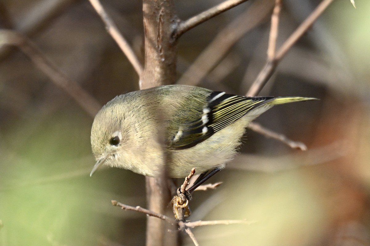 Ruby-crowned Kinglet - ML645624351