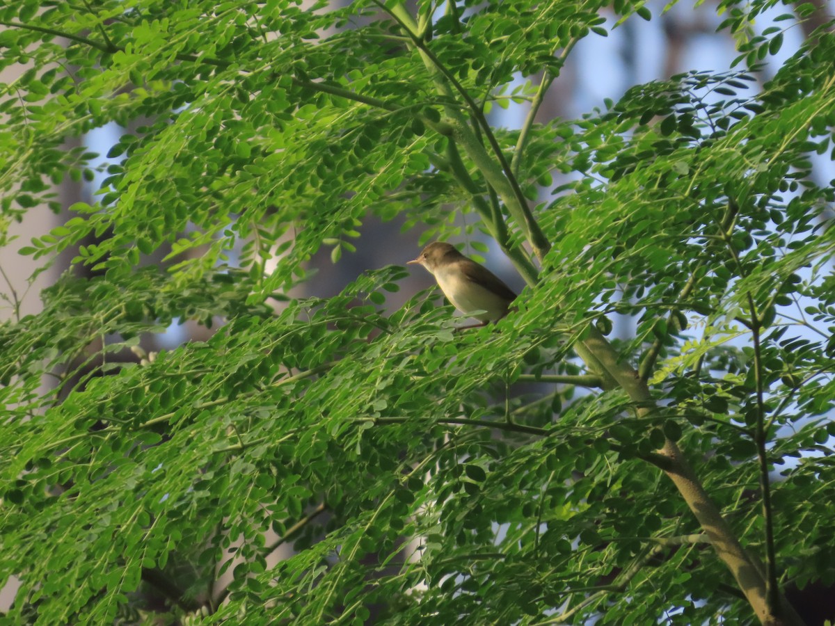 Greenish Warbler - ML645624356