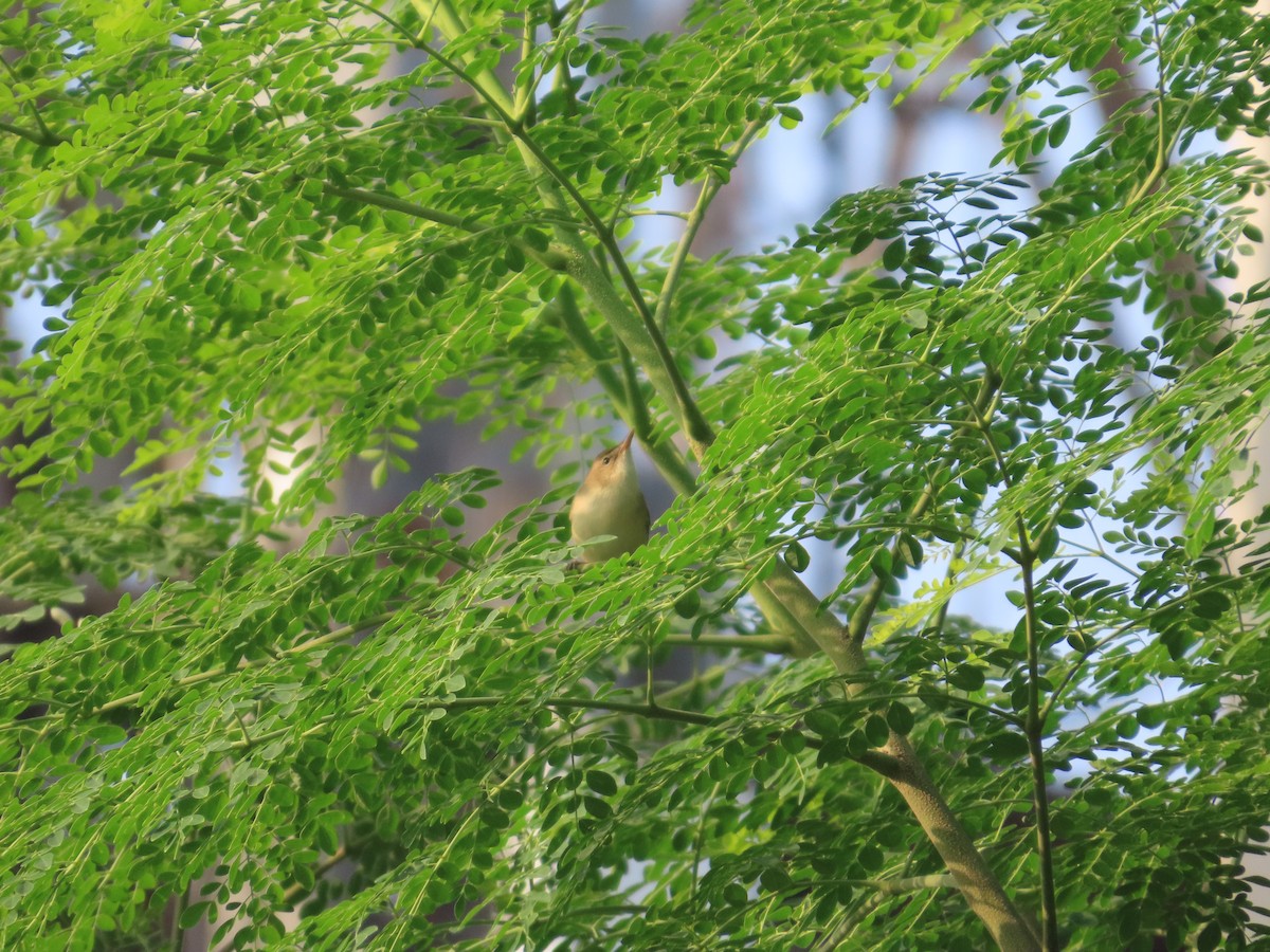 Greenish Warbler - ML645624357