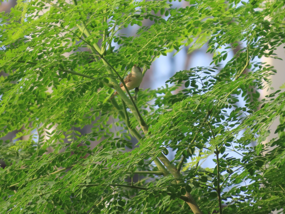 Greenish Warbler - ML645624358