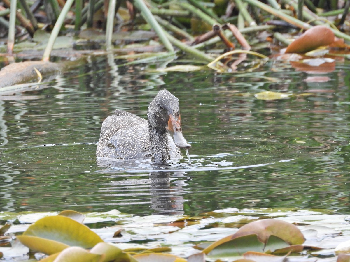 Freckled Duck - ML645624360