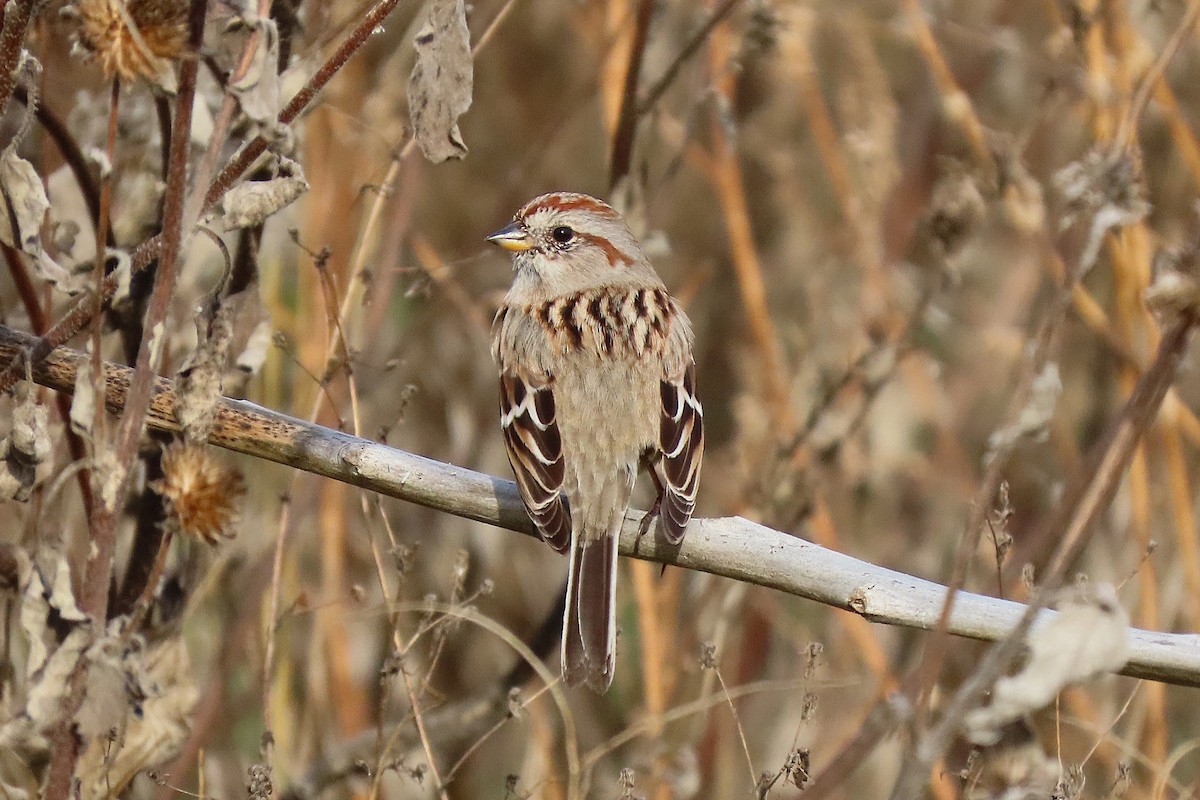 American Tree Sparrow - ML645624362