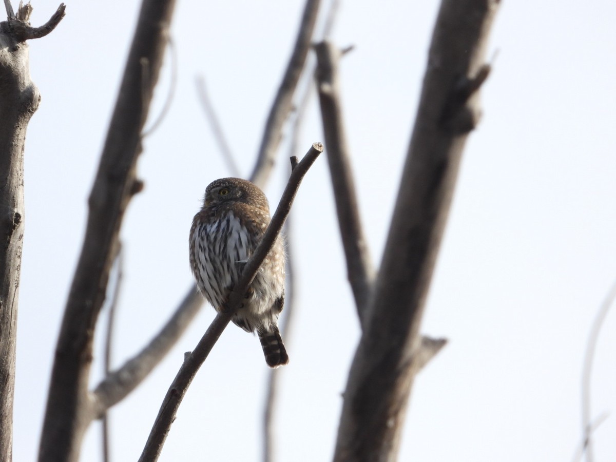 Northern Pygmy-Owl - ML645624387