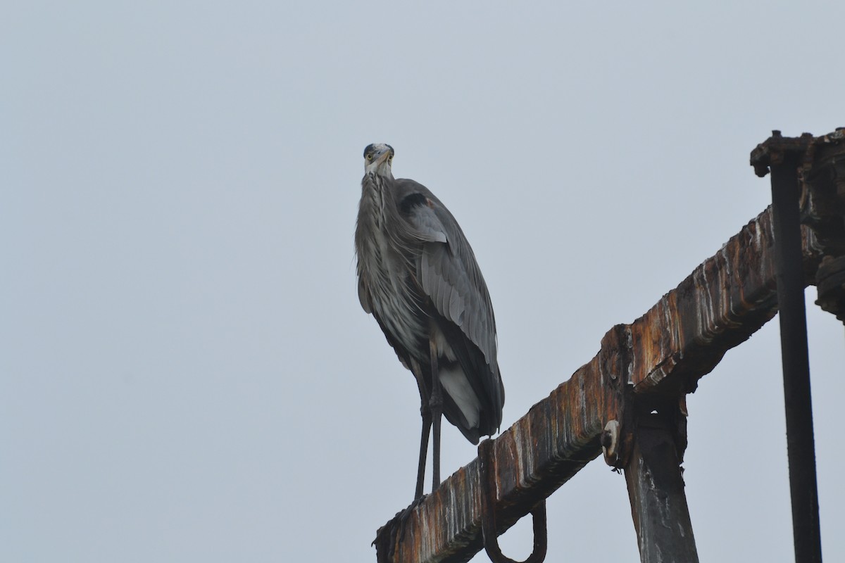 Great Blue Heron - ML645624393