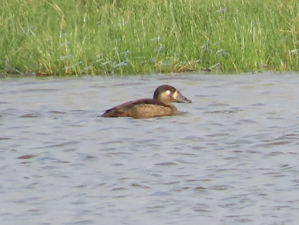 Surf Scoter - ML645624395