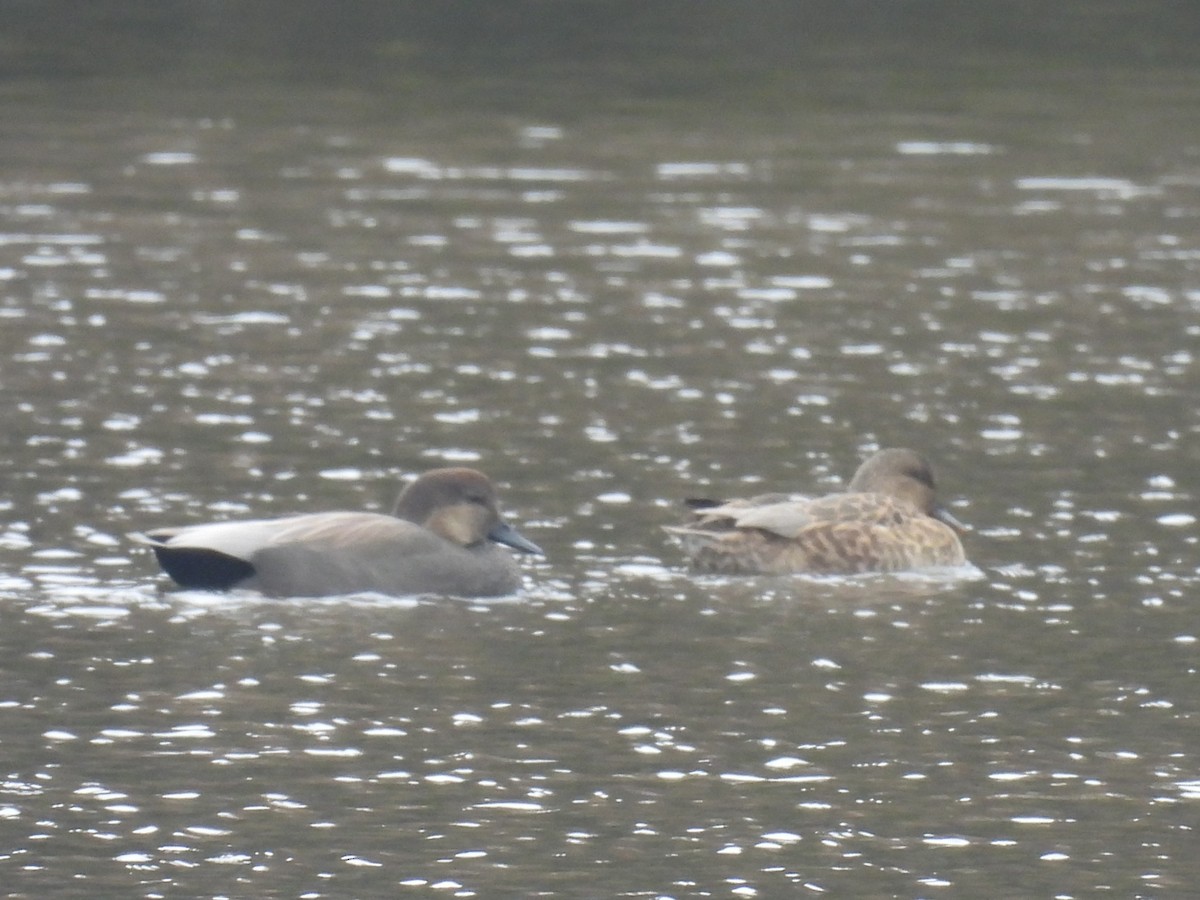 Нерозень - ML645624400