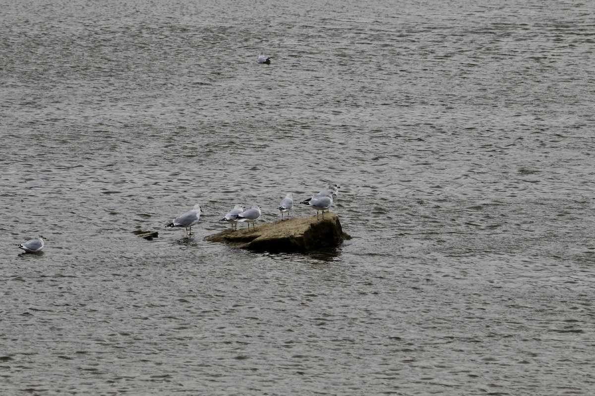 Ring-billed Gull - ML645624405