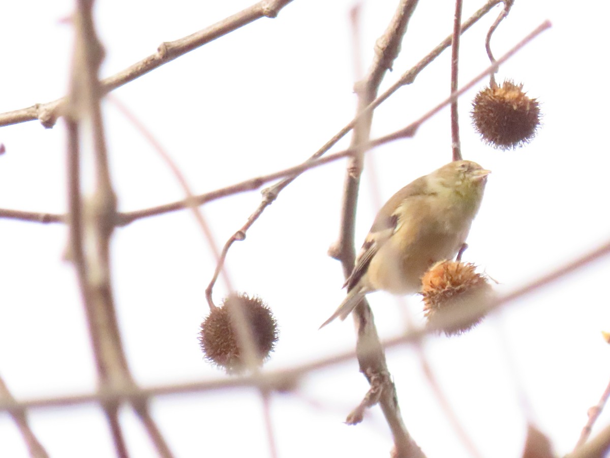 American Goldfinch - ML645624406