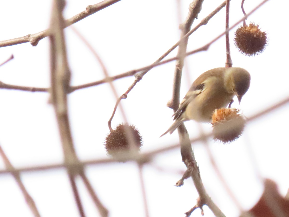 American Goldfinch - ML645624407