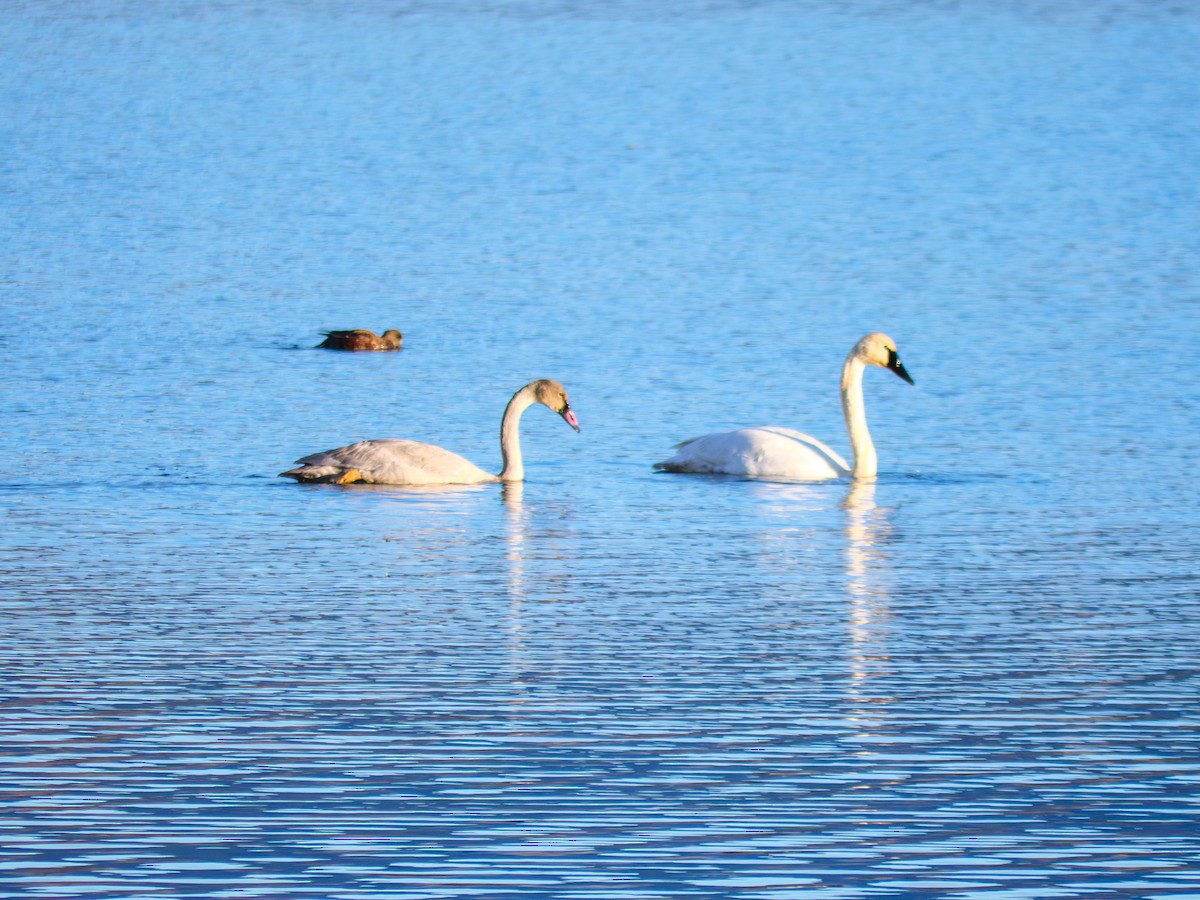Trumpeter Swan - ML645624408