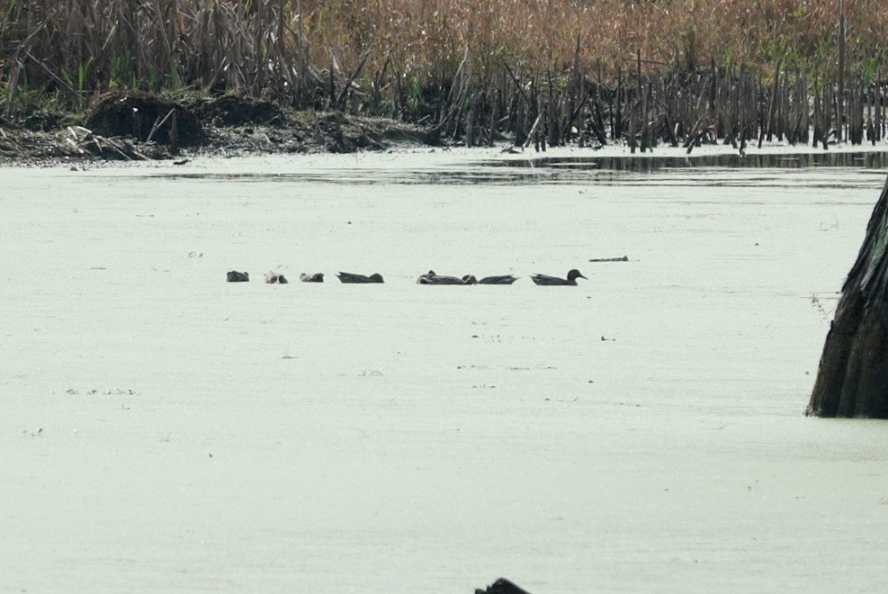 Green-winged Teal - ML645624409