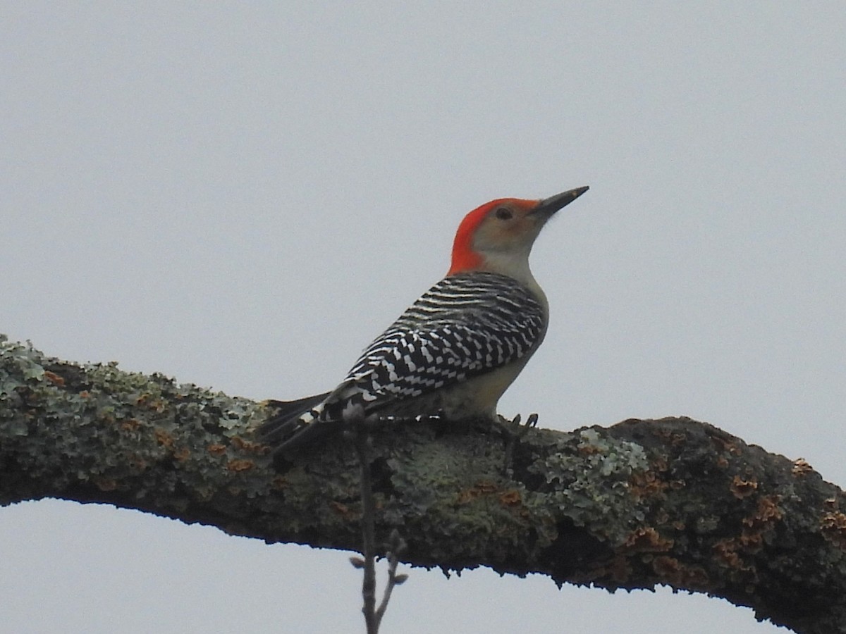 Red-bellied Woodpecker - ML645624410
