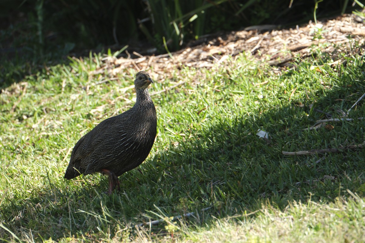 Cape Spurfowl - ML645624411