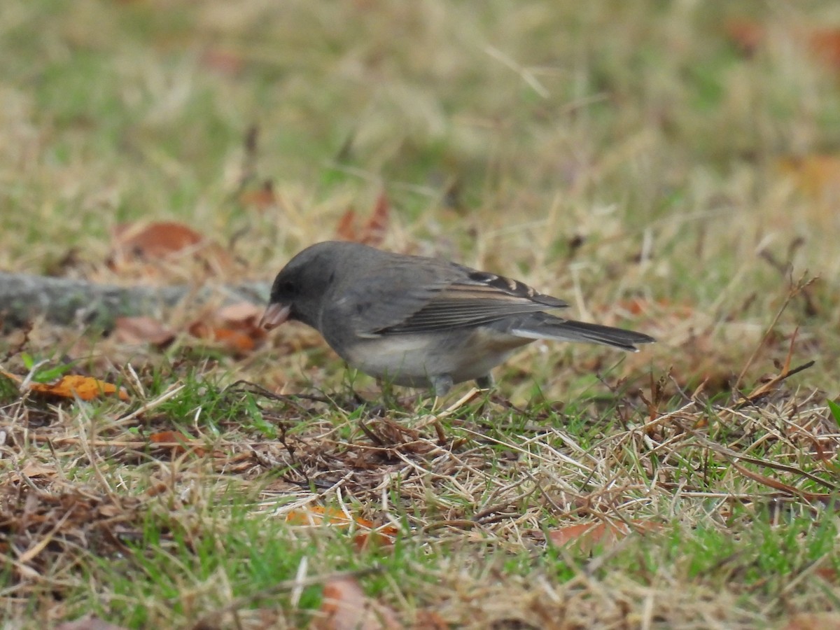 Dark-eyed Junco - ML645624412