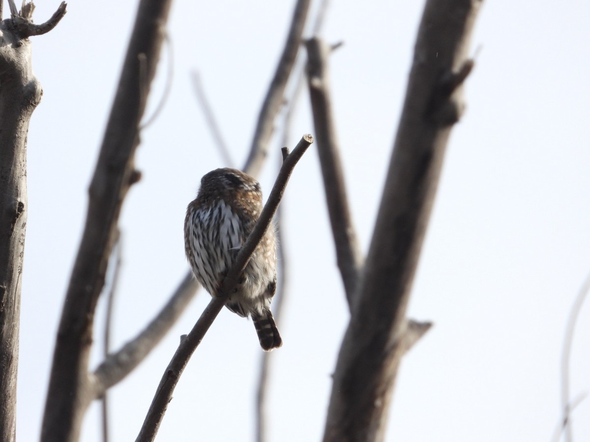 Northern Pygmy-Owl - ML645624416