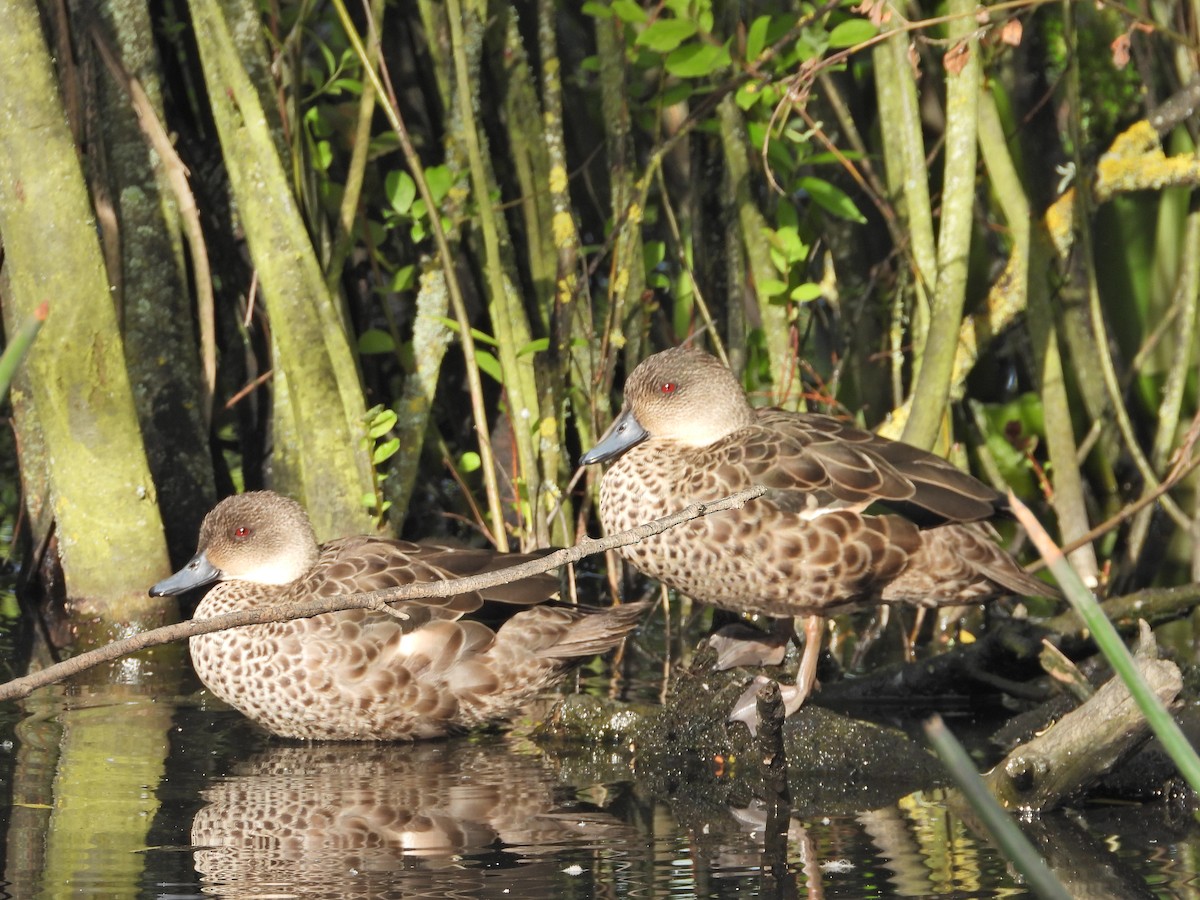 Gray Teal - ML645624417