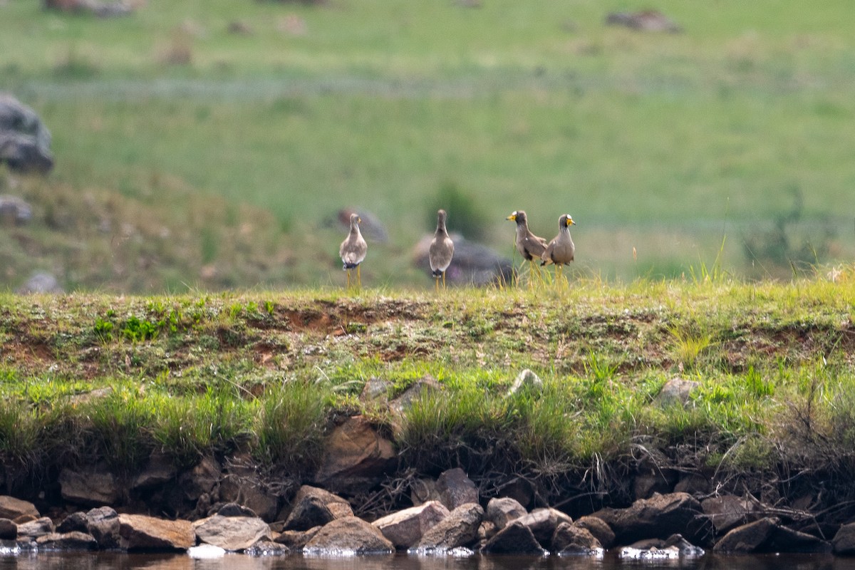 Wattled Lapwing - ML645624422
