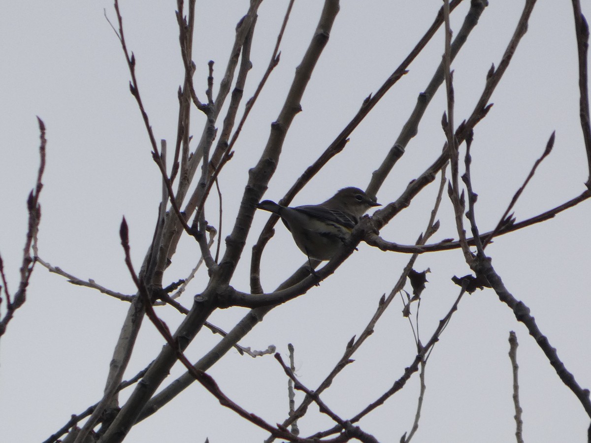 Yellow-rumped Warbler - ML645624424