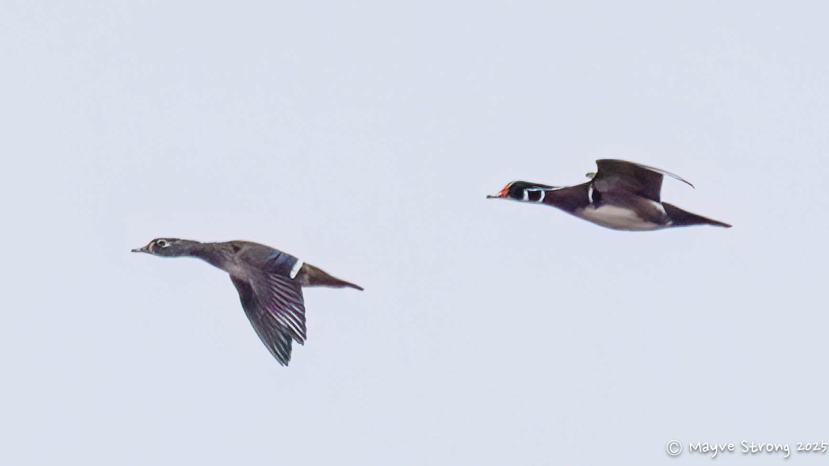 Wood Duck - ML645624425