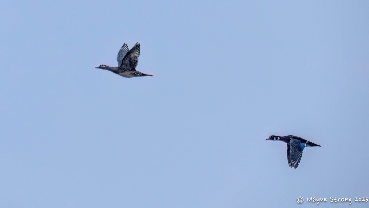 Wood Duck - ML645624426