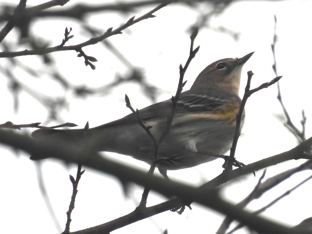 Yellow-rumped Warbler - ML645624427