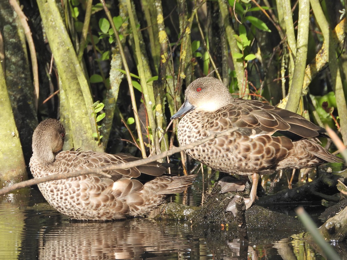 Gray Teal - ML645624429