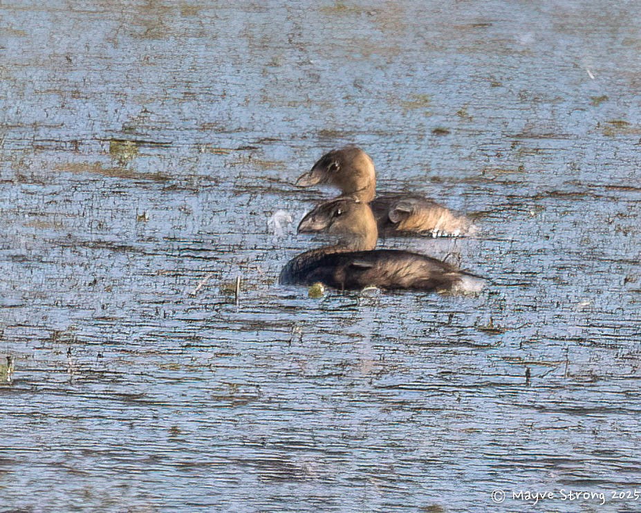 Pied-billed Grebe - ML645624431