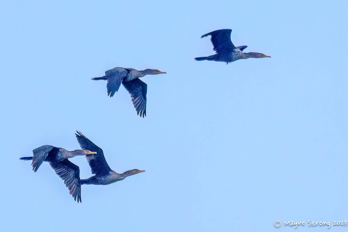 Double-crested Cormorant - ML645624455