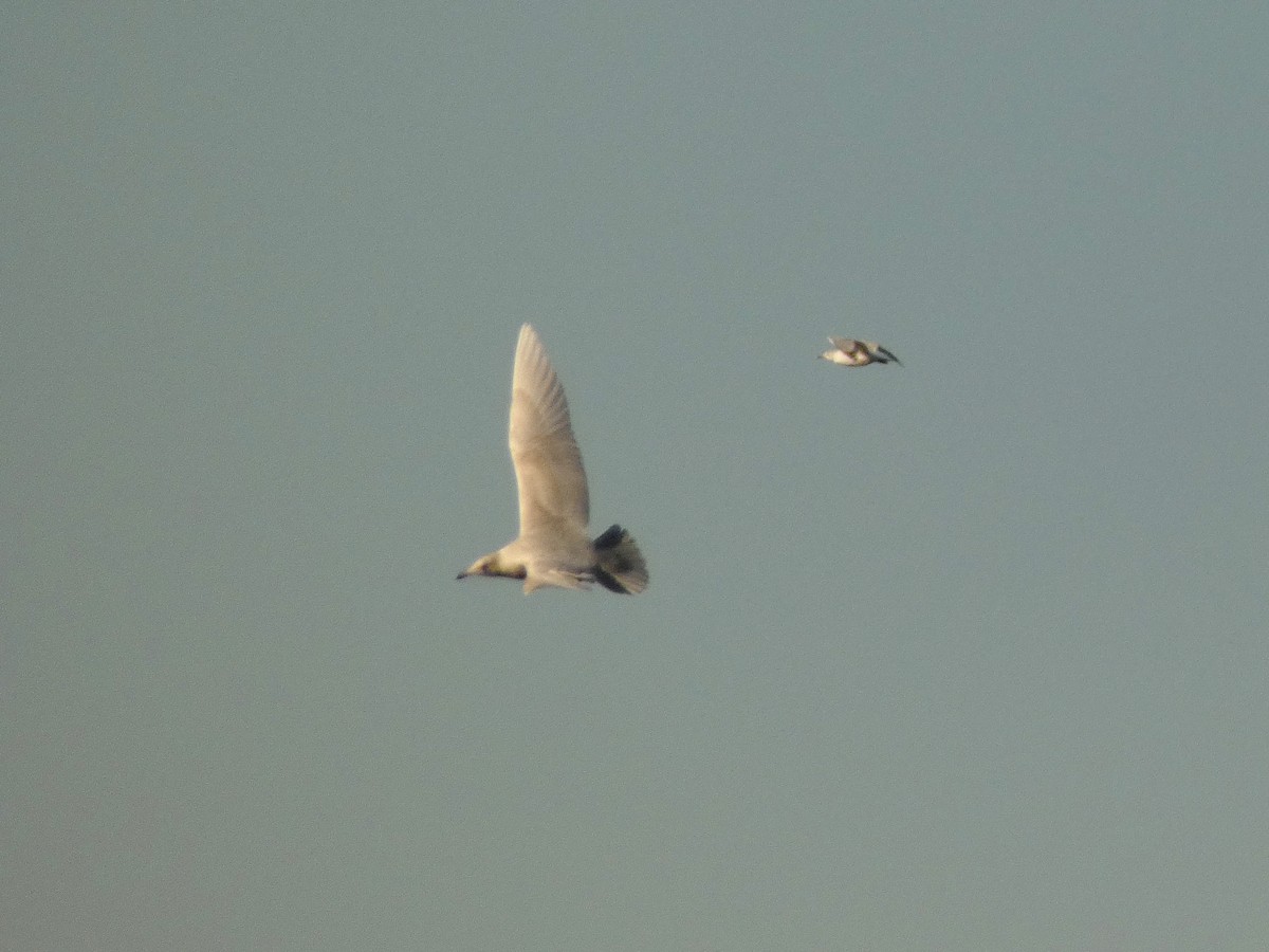 Gavión Hiperbóreo - ML645624457