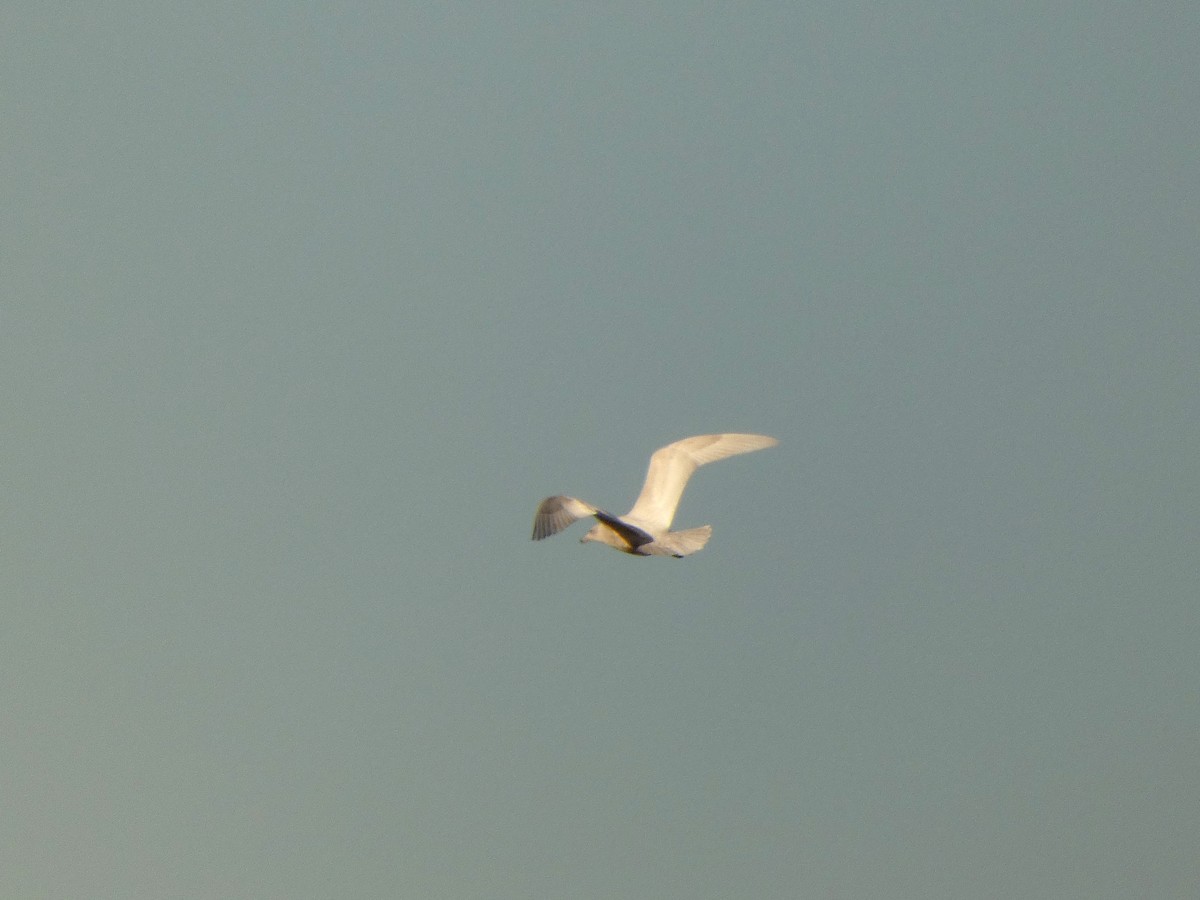 Gavión Hiperbóreo - ML645624458