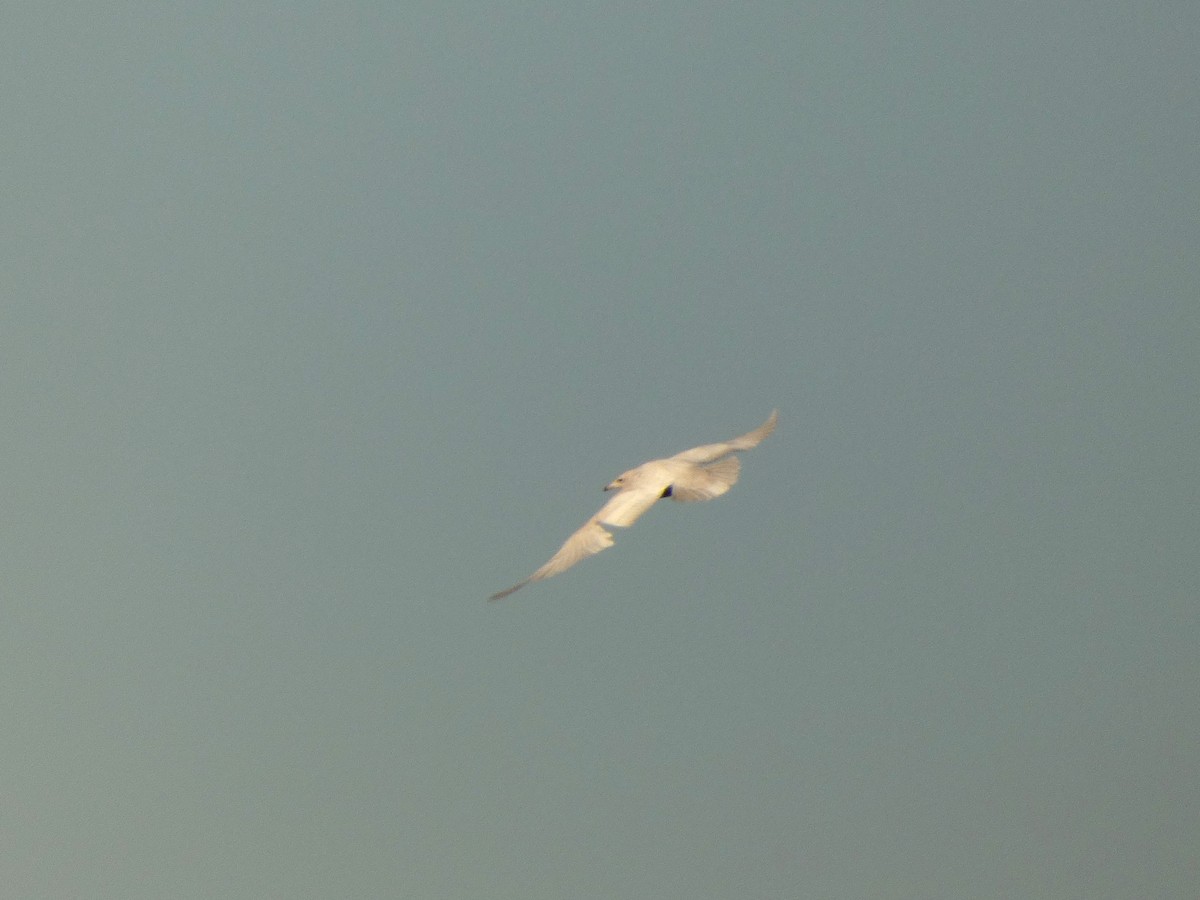 Gavión Hiperbóreo - ML645624459