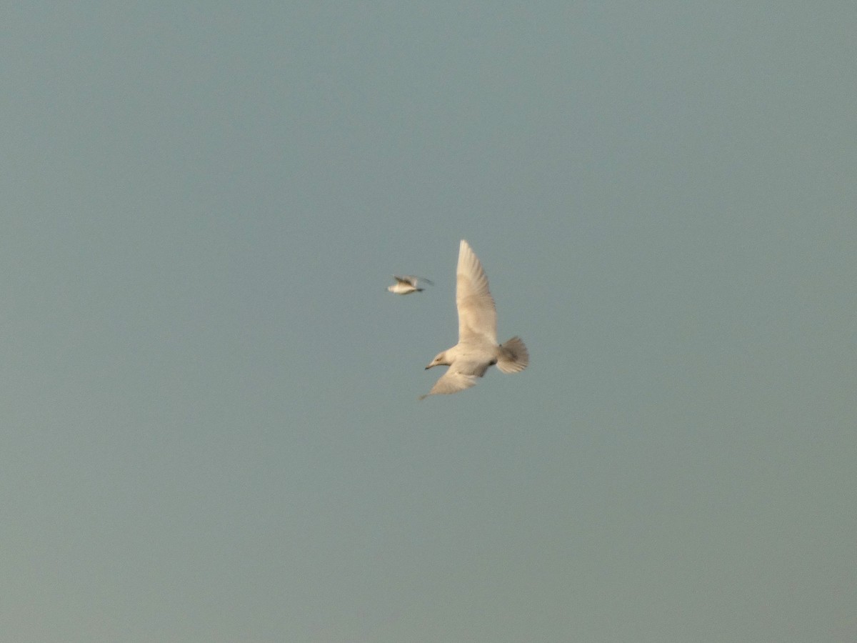 Gavión Hiperbóreo - ML645624461