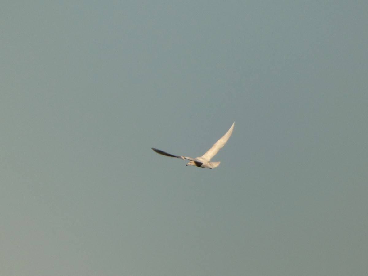 Gavión Hiperbóreo - ML645624462