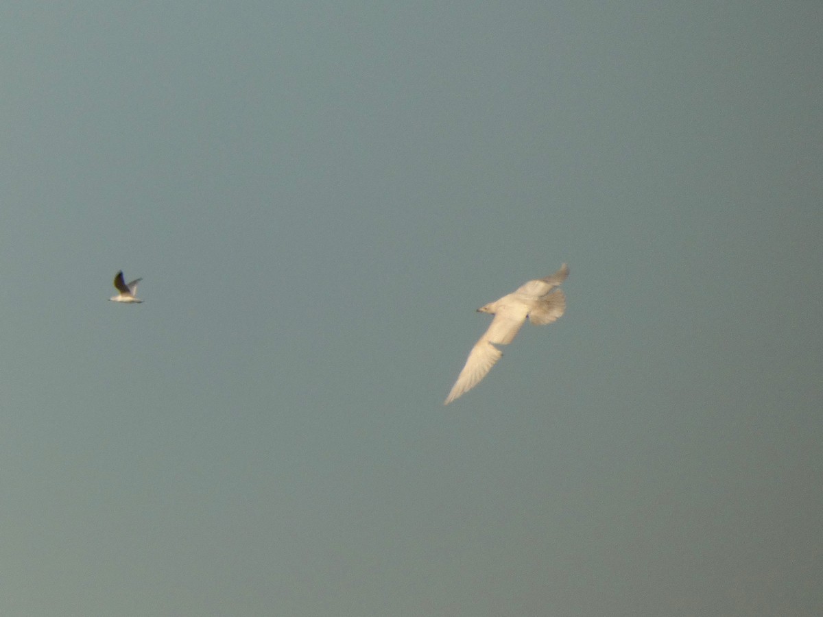 Gavión Hiperbóreo - ML645624463