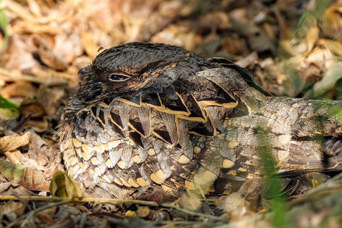 Common Pauraque - ML645624464