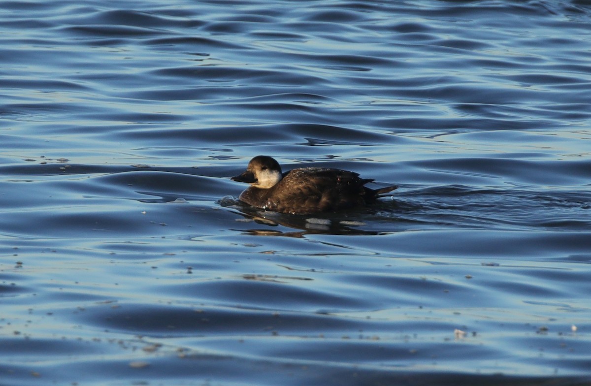 Ruddy Duck - ML645624465