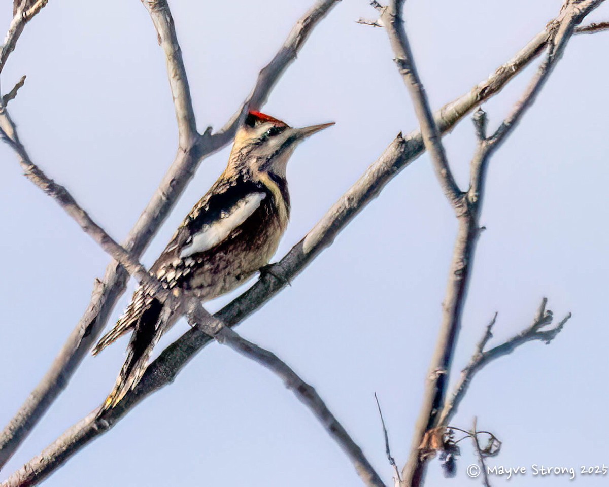 Yellow-bellied Sapsucker - ML645624466